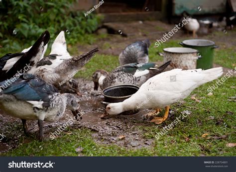duck/mud bath, Farm ducks mud bath, muscovy duck or cairina moschata duck slurping. Duck mud farm muscovy moschata cairina bath ducks slurping puddle water big search shutterstock stock