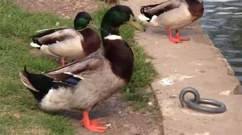 duck bath bigest, 61-foot-tall rubber duck turns port of l.a. into giant bathtub. Duck rubber giant port inflatable bathtub tall world angeles los ducky floats foot hofman through san floating thomas usa bridge