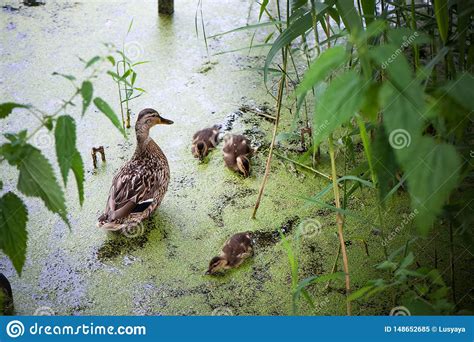 duck covered mud, A duck covered in mud in nature stock photo