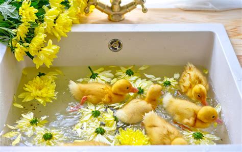 duck in teh bath, Ducks bath baby ducklings rubber cute keep bathtub duck animals most but people lot made their dailymail article sink aren. Was fortunate enough to be able to baby-sit a few orphaned baby ducks
