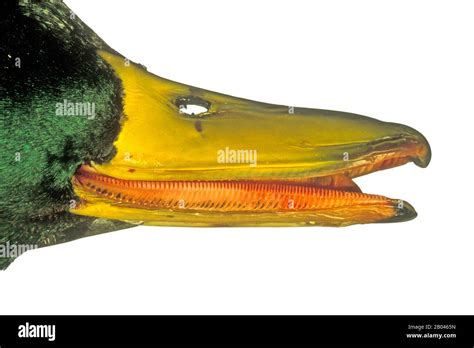 duck lamellae white background, The duck bill hi-res stock photography and images