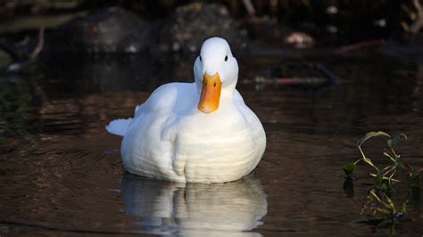 duck profile pic front view, Duck profile photo hi-res stock photography and images. Duck profile stock alamy mallard detailed wild