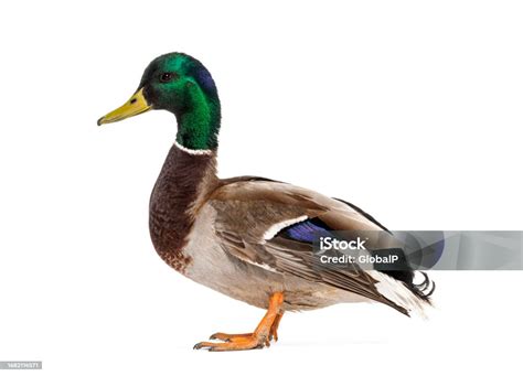 duck standing side view white background, Tame white duck, standing side ways facing camera. looking towards lens