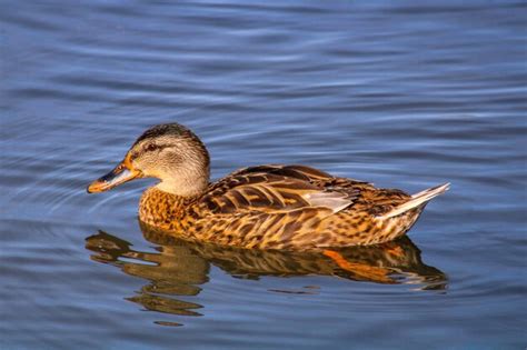 duck swimming side view, Swimming white duck side view with reflection stock image