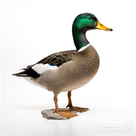 duck white background side view, Duck from side png image. Duck side transparent purepng