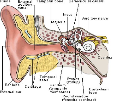 ear diagram left inside 