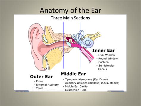 ear diagram powerpoint 