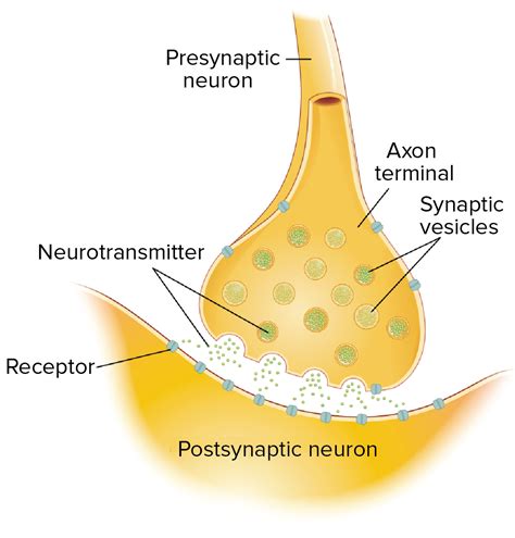 easy diagram of synapse 