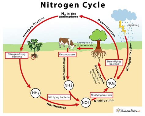 easy diagram of the nitrogen cycle 
