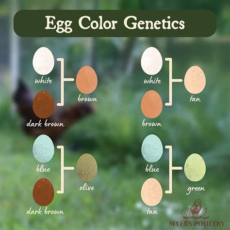 Egg Color Genetics Chart