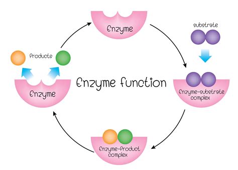 enzymatic diagram 
