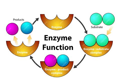 enzymatic function diagram 