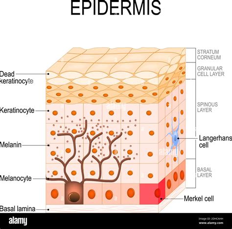 epidermis diagram 