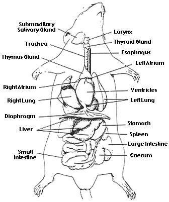 esophagus diagram of rodents 