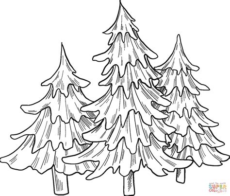 evergreen trees coloring pages, Evergreen tree coloring page