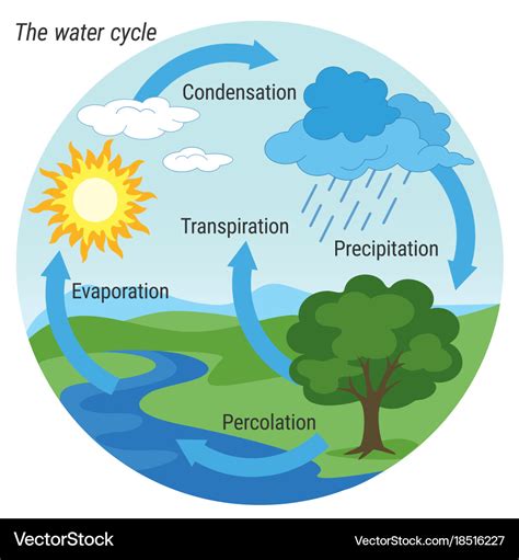 explain the water cycle with the help of diagram 