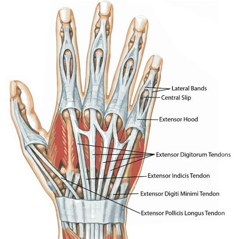 extensor tendon diagram 