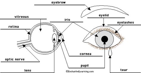eye diagram to label enchanted learning 