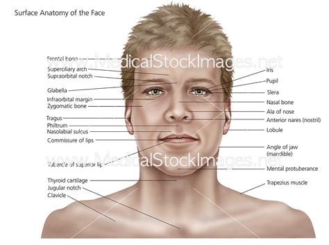 face skin medical terminology diagrams 