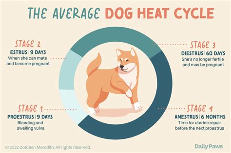 Female Dog Heat Cycle Chart