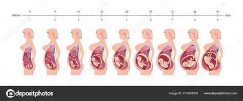 female pregnant body diagram 