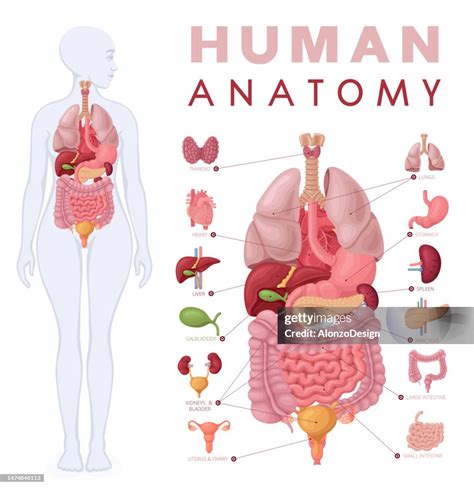 female torso diagram 