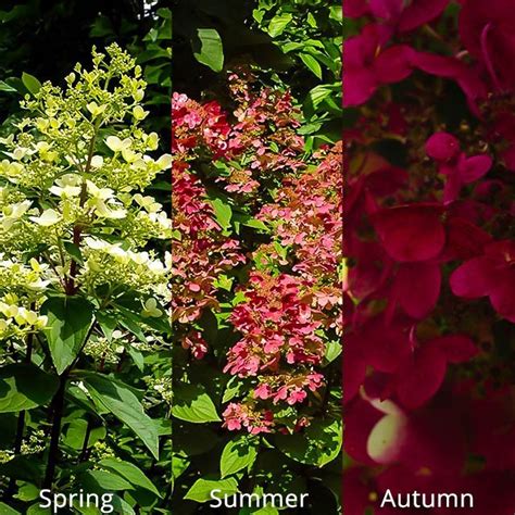 fire and ice hydrangea tree