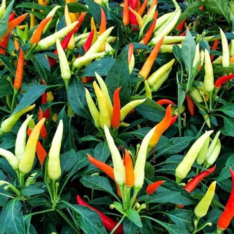 fire and ice pepper
