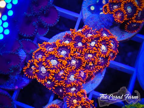 fire and ice zoa
