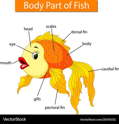 fish body parts diagram 