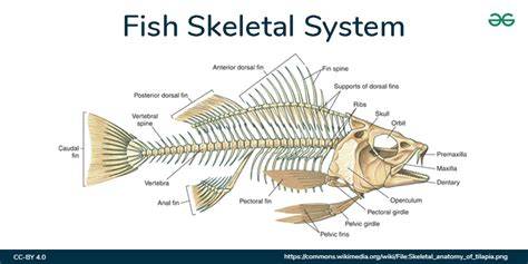 fish skeleton diagram 