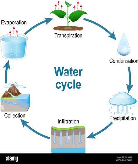 Flow Chart Of Water Cycle
