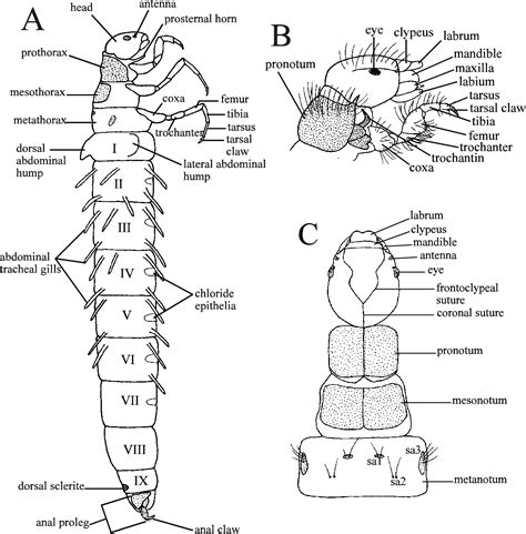 fly larvae body diagram 