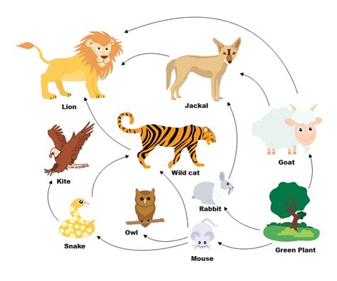 food web diagram 