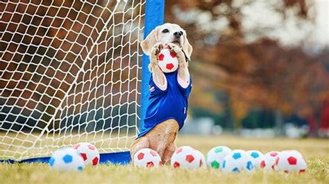 fotboll hund