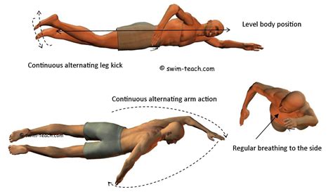 freestyle stroke diagram 