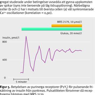 frisättning Kipor
