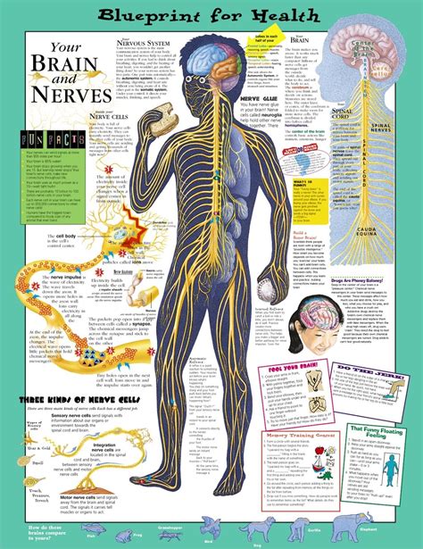 frisättning Nerve