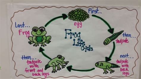 Frog Life Cycle Anchor Chart