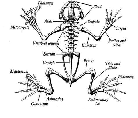 frog skeletal system diagram 