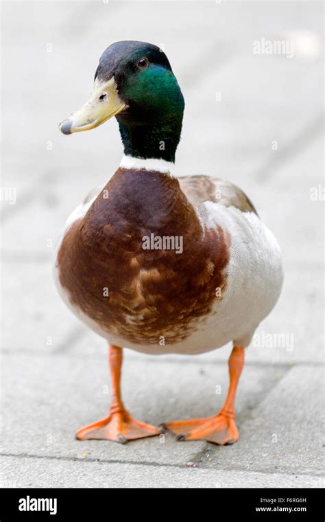 front view of duck heads, Eenden ducks hoofd front. Ducks head stock photo. image of fowl, head, front, duck