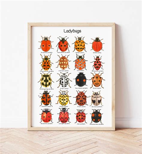 fuld LadyBugs