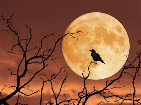 fuld Moon