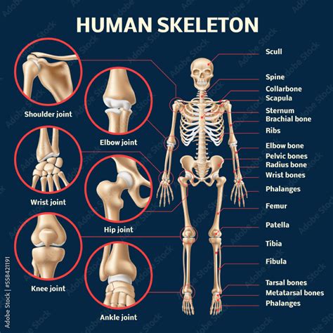 full Bones
