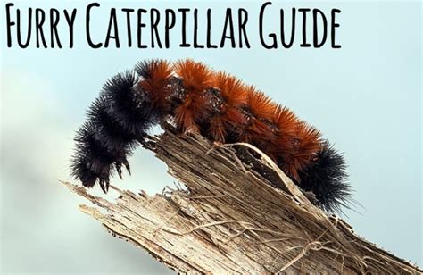 Fuzzy Caterpillar Identification Chart