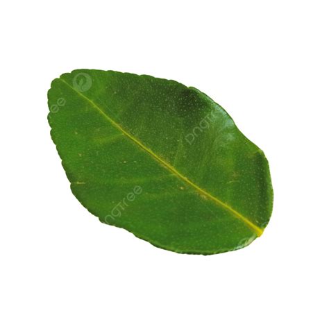 gambar daun, Gambar daun