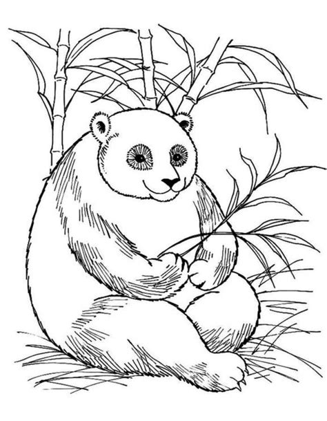 giant panda coloring page, Giant panda bear coloring page. Coloring panda giant pages bear printable drawing paper