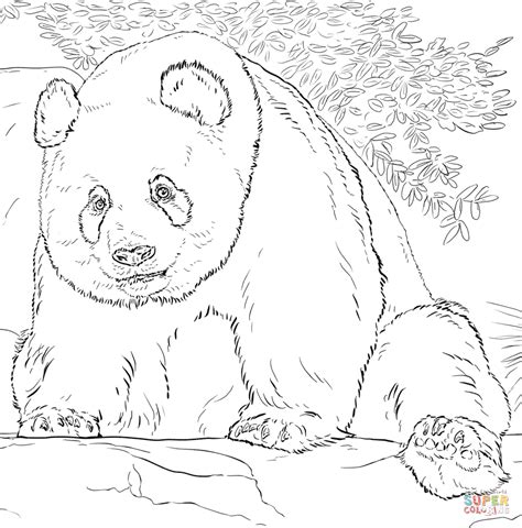 giant panda coloring sheet, 62 free printable panda coloring pages in vector format, easy to print