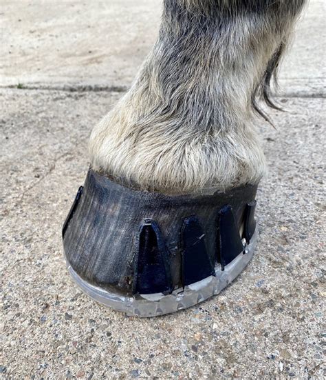 glue on shoes for horses