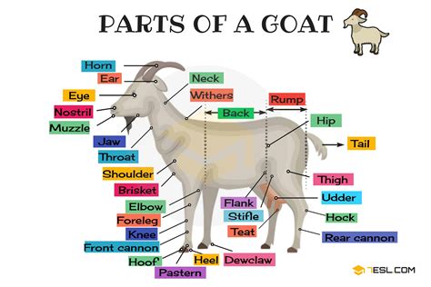 goat diagram 